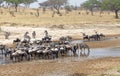 Zebra (Equus burchelli) and wildebeest (Connochaetes taurinus)