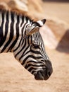 Zebra (Equus Quagga) Royalty Free Stock Photo