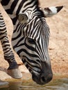 Zebra (Equus Quagga) Royalty Free Stock Photo