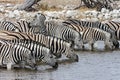 Zebra Equus quagga drinking at a waterhole - Etosha National Park - Namibia Royalty Free Stock Photo