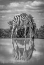 A zebra Equus quagga drinking at a waterhole, Welgevonden Game Reserve, South Africa.