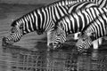 Zebra (equus quagga) - Etosha National Park - Namibia