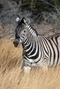 Zebra (Equus quagga) - Namibia Royalty Free Stock Photo