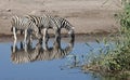 Zebra (Equus quagga) - Namibia Royalty Free Stock Photo