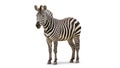 Zebra Equus quagga standing against a plain white background Royalty Free Stock Photo