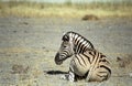 Zebra, Etosha National Park, Namibia