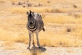 Zebra in Etosha