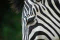 Zebra eye