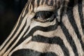 Zebra eye Royalty Free Stock Photo