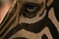 Zebra eye Royalty Free Stock Photo