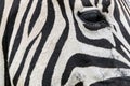 Zebra Eye Eyelashes Striped Black and White Patterns Background Royalty Free Stock Photo