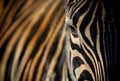 Zebra Eye and Stripes