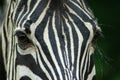 Zebra eyes Royalty Free Stock Photo