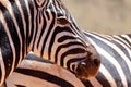 Zebra - Eyes and nose shoot Royalty Free Stock Photo