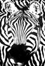 Zebra fabric texture Royalty Free Stock Photo