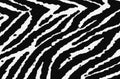 Zebra fabric texture Royalty Free Stock Photo