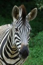 Zebra face Royalty Free Stock Photo