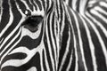 A zebra face with eye up close. Makes a nice background.