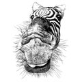 Zebra Face Nose And Mouth Close-up Looking At The Camera Strong Perspective