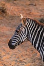 Zebra Face - Safari Kenya