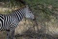 Zebra facing right with open mouth showing pink tongue Royalty Free Stock Photo
