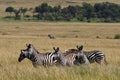 Zebra familiy in the grasslands of Masai Mara