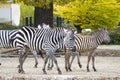 Zebra family in Berlin Zoo, Germany Royalty Free Stock Photo