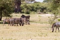 Zebra family in Tarangire National Park, Tanzania Royalty Free Stock Photo