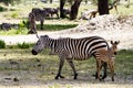 Zebra family in Tarangire National Park, Tanzania Royalty Free Stock Photo