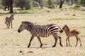 Zebra family in Tarangire National Park, Tanzania Royalty Free Stock Photo