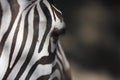 Zebra feature Royalty Free Stock Photo
