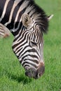 Zebra Feeding Royalty Free Stock Photo