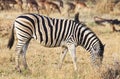 Zebra feeding Royalty Free Stock Photo