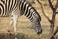 Zebra feeding Royalty Free Stock Photo