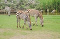 Zebra feeding grass on ground in field Royalty Free Stock Photo