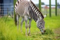 a zebra feeding on grass in a large enclosure Royalty Free Stock Photo