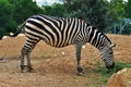 Zebra feeding on grass Royalty Free Stock Photo