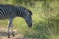 A zebra feeding in luscious grass Royalty Free Stock Photo