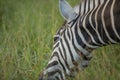 A zebra feeding in luscious grass Royalty Free Stock Photo