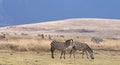 Zebra feeding with mountain in background Royalty Free Stock Photo