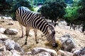 Zebra feeding outdoors Royalty Free Stock Photo