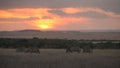 Zebra feeding sunset at masai mara in kenya Royalty Free Stock Photo