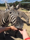 Zebra Feeding Royalty Free Stock Photo