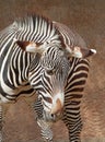 Zebra Royalty Free Stock Photo