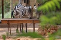Zebra fenced enclosure Royalty Free Stock Photo