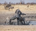 Zebra Fighting Royalty Free Stock Photo