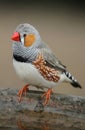 Zebra Finch Royalty Free Stock Photo