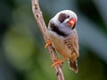 zebra finch Royalty Free Stock Photo