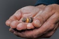 Zebra Finch Baby