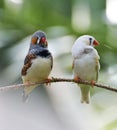 Zebra Finch Birds Royalty Free Stock Photo